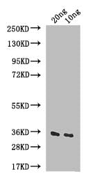 Western Blot Positive WB detected in: recombinant protein All lanes: IAA6 Antibody at 1:1000 Secondary Goat polyclonal to rabbit IgG at 1/50000 dilution Predicted band size: 36 kDa Observed band size: 36 kDa