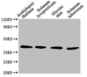 Western Blot Positive WB detected in: Arabidopsis thaliana leaf tissue, Solanum lycopersicum leaf tissue, Glycine max leaf tissue, Solanum tuberosum leaf tissue All lanes: AOX1A antibody at 1:1500 Secondary Goat polyclonal to rabbit IgG at 1/50000...
