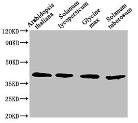 Western Blot Positive WB detected in: Arabidopsis thaliana leaf tissue, Solanum lycopersicum leaf tissue, Glycine max leaf tissue, Solanum tuberosum leaf tissue All lanes: AOX1A antibody at 1:1500 Secondary Goat polyclonal to rabbit IgG at 1/50000...