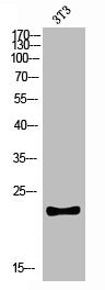 Western blot analysis of 3T3 lysis using CKLF antibody.. Secondary antibody was diluted at 1:20000