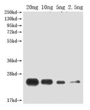 Western Blot Positive WB detected in Recombinant protein All lanes: PDF2.2 antibody at 1:2000 Secondary Goat polyclonal to rabbit IgG at 1/50000 dilution Predicted band size: 20.6 kDa Observed band size: 20.6 kDa