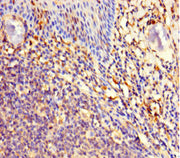 Immunohistochemistry of paraffin-embedded human tonsil tissue using CSB-PA659444LA01HU at dilution of 1:100