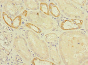 Immunohistochemistry of paraffin-embedded human kidney tissue using CSB-PA659452LA01HU at dilution of 1:100