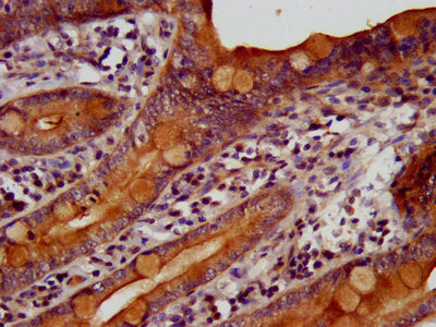 IHC image of CSB-PA659468LA01HU diluted at 1:400 and staining in paraffin-embedded human small intestine tissue performed on a Leica BondTM system. After dewaxing and hydration, antigen retrieval was mediated by high pressure in a citrate buffer (...