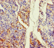 Immunohistochemistry of paraffin-embedded human pancreatic tissue using CSB-PA659640LA01HU at dilution of 1:100