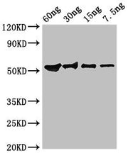 Western Blot Positive WB detected in Recombinant protein All lanes: Guanine antibody at 2.8ug/ml Secondary Goat polyclonal to rabbit IgG at 1/50000 dilution predicted band size: 52 kDa observed band size: 52 kDa