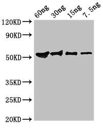 Western Blot Positive WB detected in Recombinant protein All lanes: Guanine antibody at 2.8ug/ml Secondary Goat polyclonal to rabbit IgG at 1/50000 dilution predicted band size: 52 kDa observed band size: 52 kDa