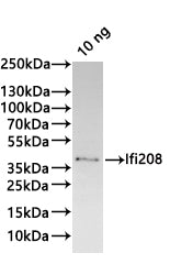 Western Blot Positive WB detected in: recombinant protein All lanes:Ifi208 Antibody at 1:1000 Secondary Goat polyclonal to rabbit IgG at 1/20000 dilution Predicted band size: 35 kDa Observed band size: 35 kDa