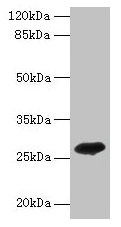Western blot All lanes: ADIPOQ antibody at 2µg/ml + Recombinant Adiponectin protein 0.1µg Secondary Goat polyclonal to rabbit IgG at 1/10000 dilution Predicted band size: 27 kDa Observed band size: 27 kDa