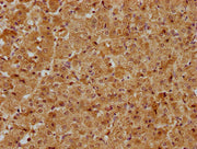 IHC image of CSB-PA662139LA01HU diluted at 1:400 and staining in paraffin-embedded human adrenal gland tissue performed on a Leica BondTM system. After dewaxing and hydration, antigen retrieval was mediated by high pressure in a citrate buffer (pH...