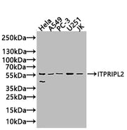 Western Blot Positive WB detected in: Hela whole cell lysate(20µg), A549 whole cell lysate(20µg), PC-3 whole cell lysate(20µg), U251 whole cell lysate(20µg), JK whole cell lysate(20µg) All lanes: ITPRIPL2 antibody at 1:1000 Secondary Goat polyclon...