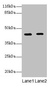 Western blot All lanes: GFOD2 antibody at 2µg/ml Lane 1: K562 whole cell lysate Lane 2: Hela whole cell lysate Secondary Goat polyclonal to rabbit IgG at 1/10000 dilution Predicted band size: 43, 31, 13 kDa Observed band size: 43 kDa