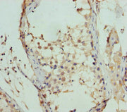 Immunohistochemistry of paraffin-embedded human testis tissue using CSB-PA667562ESR1HU at dilution of 1:100