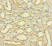 Immunohistochemistry of paraffin-embedded human kidney tissue using CSB-PA668593LA01HU at dilution of 1:100