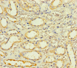 Immunohistochemistry of paraffin-embedded human kidney tissue using CSB-PA668593LA01HU at dilution of 1:100