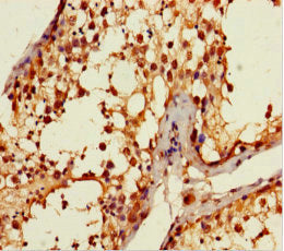 Immunohistochemistry of paraffin-embedded human testis tissue using CSB-PA669849LA01HU at dilution of 1:100