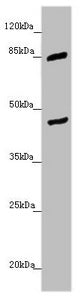 Western blot All lanes: MTERFD3 antibody at 1.45 ug/ml + U251 whole cell lysate Secondary Goat polyclonal to rabbit IgG at 1/10000 dilution Predicted band size: 44 kDa Observed band size: 44, 85 kDa