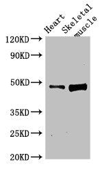 Western Blot Positive WB detected in: Rat heart tissue, Rat skeletal muscle tissue All lanes: LEXM antibody at 4ug/ml Secondary Goat polyclonal to rabbit IgG at 1/50000 dilution Predicted band size: 48 kDa Observed band size: 48 kDa