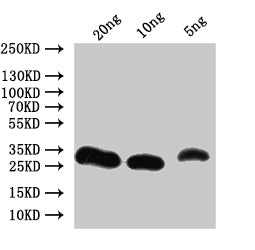 Western Blot Positive WB detected in: recombinant protein All lanes:Non-specific lipid-transfer Antibody at 1:1000 Secondary Goat polyclonal to rabbit IgG at 1/50000 dilution Predicted band size: 24.6 kDa Observed band size: 28 kDa