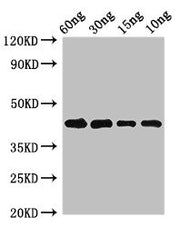 Western Blot Positive WB detected in Recombinant protein All lanes: Pollen allergen Phl p 5b antibody at 2.7µg/ml Secondary Goat polyclonal to rabbit IgG at 1/50000 dilution predicted band size: 43 kDa observed band size: 43 kDa