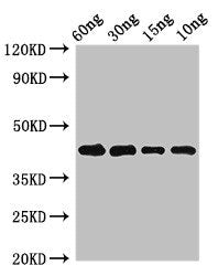 Western Blot Positive WB detected in Recombinant protein All lanes: Pollen allergen Phl p 5b antibody at 2.7µg/ml Secondary Goat polyclonal to rabbit IgG at 1/50000 dilution predicted band size: 43 kDa observed band size: 43 kDa