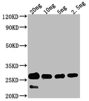 Western Blot Positive WB detected in Recombinant protein All lanes: cry1Bb antibody at 1:2000 Secondary Goat polyclonal to rabbit IgG at 1/50000 dilution Predicted band size: 56.7 kDa Observed band size: 27 kDa