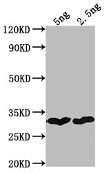 Western Blot Positive WB detected in Recombinant protein All lanes: cry1Bb antibody at 1:2000 Secondary Goat polyclonal to rabbit IgG at 1/50000 dilution Predicted band size: 25.7 kDa Observed band size: 29 kDa