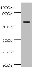 Western blot All lanes: Cryptochrome-2 antibody at 14ug/ml + HepG2 whole cell lysate Secondary Goat polyclonal to rabbit IgG at 1/10000 dilution Predicted band size: 67, 61 kDa Observed band size: 67 kDa