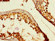 Immunohistochemistry of paraffin-embedded human testis tissue using CSB-PA673367LA01HU at dilution of 1:100