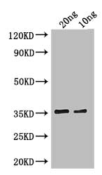 Western Blot Positive WB detected in: recombinant protein All lanes: cry1Ia Antibody at 1:1000 Secondary Goat polyclonal to rabbit IgG at 1/50000 dilution Predicted band size: 35 kDa Observed band size: 35 kDa