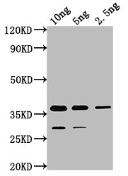 Western Blot Positive WB detected in Recombinant protein All lanes: cry1Ia antibody at 1:2000 Secondary Goat polyclonal to rabbit IgG at 1/50000 dilution Predicted band size: 36.2 kDa Observed band size: 37 kDa
