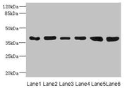 Western blot All lanes: TIMM50 antibody at 4.05µg/ml Lane 1: Rat heart tissue Lane 2: MM231 whole cell lysate Lane 3: MCF-7 whole cell lysate Lane 4: Hela whole cell lysate Lane 5: 293T whole cell lysate Lane 6: HepG2 whole cell lysate Secondary G...