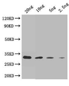 Western Blot Positive WB detected in: recombinant protein All lanes: Trypsin/alpha-amylase inhibitor CMX2 Antibody at 1:1000 Secondary Goat polyclonal to rabbit IgG at 1/50000 dilution Predicted band size: 33 kDa Observed band size: 33 kDa