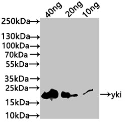Western Blot Positive WB detected in: recombinant protein All lanes: yki Antibody at 1:1000 Secondary Goat polyclonal to rabbit IgG at 1/50000 dilution Predicted band size: 19 kDa Observed band size: 20 kDa