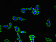 Immunofluorescent analysis of HepG2 cells using CSB-PA675446LA01HU at dilution of 1:100 and Alexa Fluor 488-congugated AffiniPure Goat Anti-Rabbit IgG(H+L)