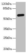 Western Blot All lanes: C8orf34 antibody at 5µg/ml + Mouse skeletal muscle tissue Secondary Goat polyclonal to rabbit IgG at 1/10000 dilution Predicted band size: 60, 48, 33, 23 kDa Observed band size: 60 kDa