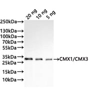 Western Blot Positive WB detected in: recombinant protein All lanes:Trypsin/alpha-amylase inhibitor CMX1/CMX3 Antibody at 1:1000 Secondary Goat polyclonal to rabbit IgG at 1/20000 dilution Predicted band size: 27.5 kDa Observed band size: 33 kDa