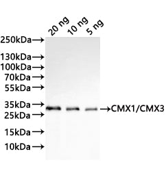 Western Blot Positive WB detected in: recombinant protein All lanes:Trypsin/alpha-amylase inhibitor CMX1/CMX3 Antibody at 1:1000 Secondary Goat polyclonal to rabbit IgG at 1/20000 dilution Predicted band size: 27.5 kDa Observed band size: 33 kDa