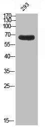 Western blot analysis of 293 using APP-BP2 antibody.. Secondary antibody was diluted at 1:20000