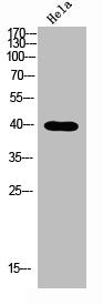 Western blot analysis of Hela lysis using NODAL antibody.. Secondary antibody was diluted at 1:20000