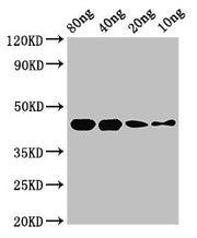 Western Blot Positive WB detected in Recombinant protein All lanes: speB antibody at 2.8µg/ml Secondary Goat polyclonal to rabbit IgG at 1/50000 dilution Predicted band size: 44 kDa Observed band size: 44 kDa