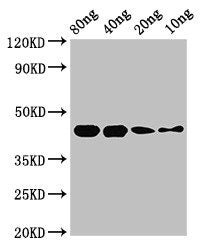Western Blot Positive WB detected in Recombinant protein All lanes: speB antibody at 2.8µg/ml Secondary Goat polyclonal to rabbit IgG at 1/50000 dilution Predicted band size: 44 kDa Observed band size: 44 kDa