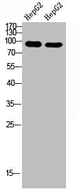 Western Blot analysis of hepg2 cells using Antibody diluted at 1000. Secondary antibody was diluted at 1:20000