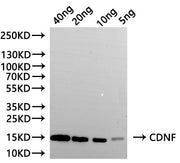 Western Blot Positive WB detected in: recombinant protein All lanes:CDNF Antibody at 1:1000 Secondary Goat polyclonal to rabbit IgG at 1/20000 dilution Predicted band size: 12.5 kDa Observed band size: 15 kDa