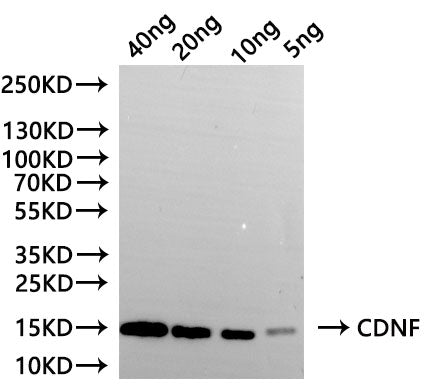 Western Blot Positive WB detected in: recombinant protein All lanes:CDNF Antibody at 1:1000 Secondary Goat polyclonal to rabbit IgG at 1/20000 dilution Predicted band size: 12.5 kDa Observed band size: 15 kDa