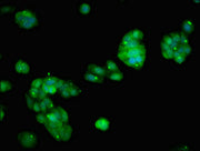 Immunofluorescent analysis of HepG2 cells using CSB-PA677190LA01HU at dilution of 1:100 and Alexa Fluor 488-congugated AffiniPure Goat Anti-Rabbit IgG(H+L)