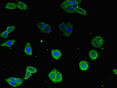 Immunofluorescent analysis of HepG2 cells using CSB-PA677720LA01HU at dilution of 1:100 and Alexa Fluor 488-congugated AffiniPure Goat Anti-Rabbit IgG(H+L)