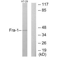 Western blot analysis of extracts from HT-29 cells, using Fra-1 antibody.