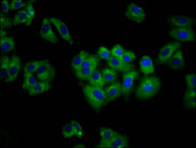 Immunofluorescence staining of HepG2 cells with CSB-PA679761LA01HU at 1:100, counter-stained with DAPI. The cells were fixed in 4% formaldehyde, permeabilized using 0.2% Triton X-100 and blocked in 10% normal Goat Serum. The cells were then incuba...