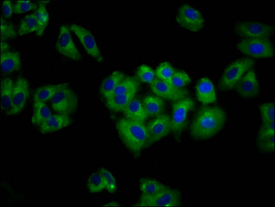 Immunofluorescence staining of HepG2 cells with CSB-PA679761LA01HU at 1:100, counter-stained with DAPI. The cells were fixed in 4% formaldehyde, permeabilized using 0.2% Triton X-100 and blocked in 10% normal Goat Serum. The cells were then incuba...